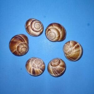 snail shells (6) empty 2