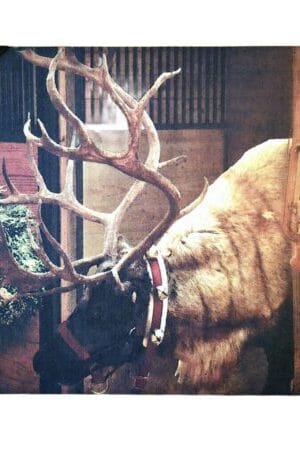 reindeer canvas