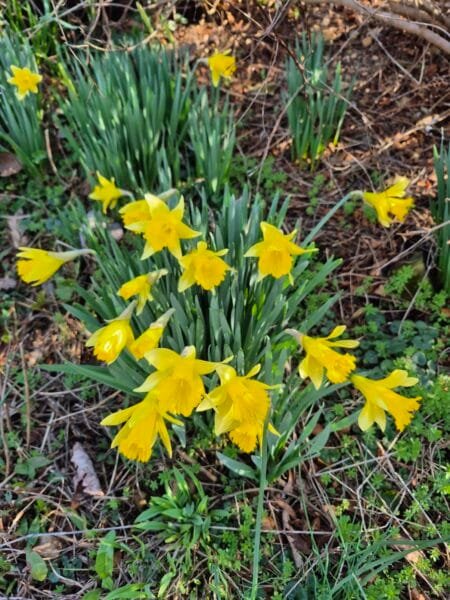 Spring Daffodils