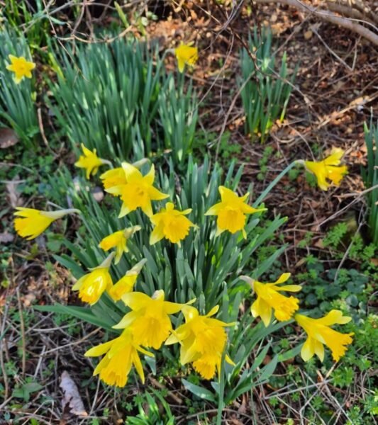 Spring, beautiful colors from new growth 9 Blooming Yellow Spring Daffodils