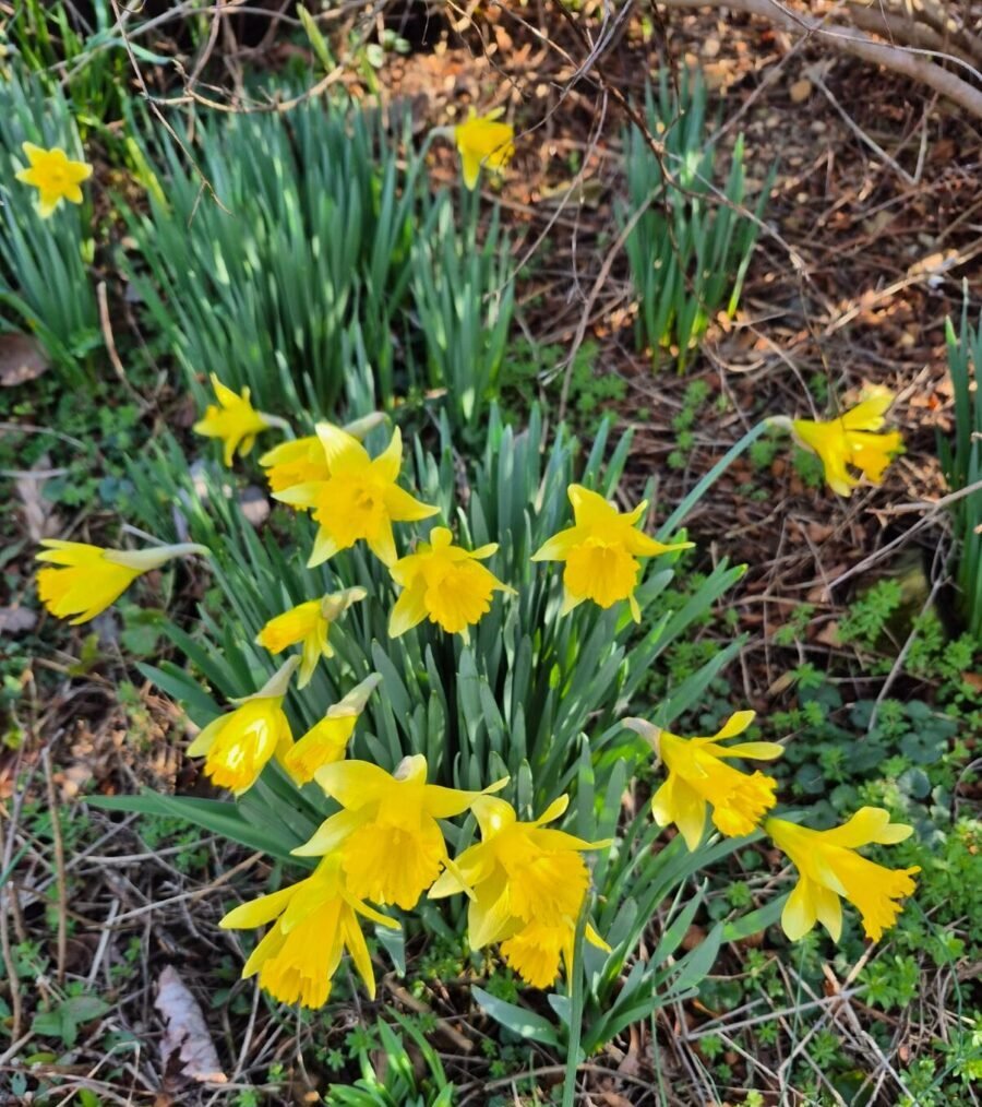 Blooming Yellow Spring Daffodils in front yard