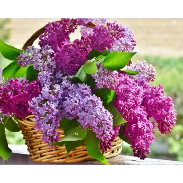 beautiful lilac laying in a wicker basket outside on a table